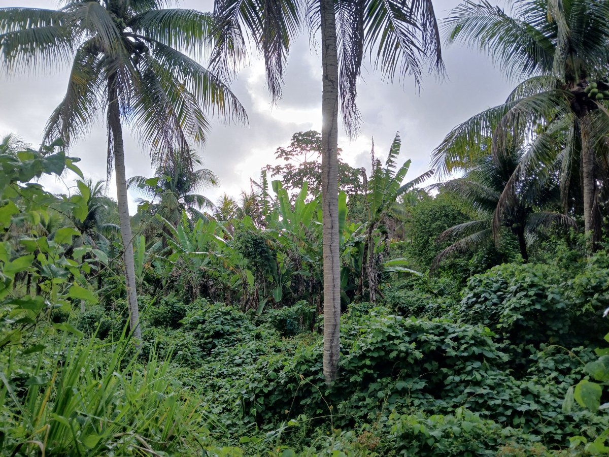 Excelente chacara em Barreiros, PE — direto com proprietário